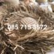 nón lát nón xoè đi biển dasaque